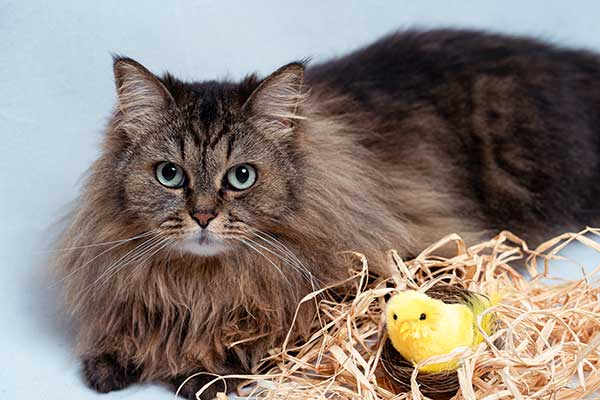Optimal Nutrition for Your Maine Coon Cat