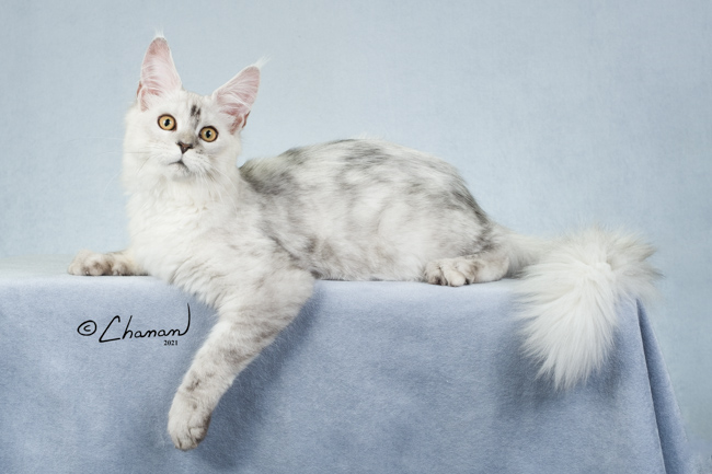 Maine Coon Kittens for sale in texas