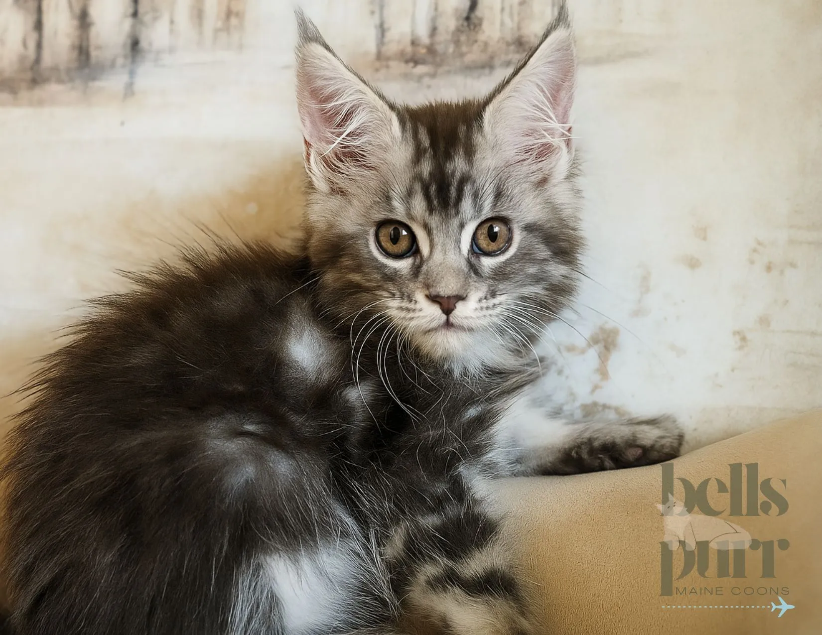 Ivy — black-silver tabby