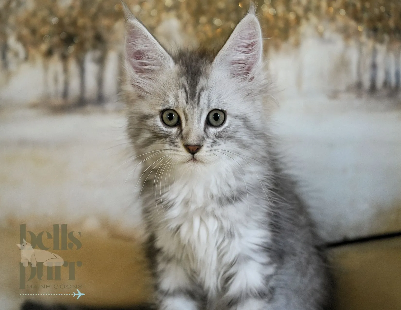 Mika — black-silver tabby