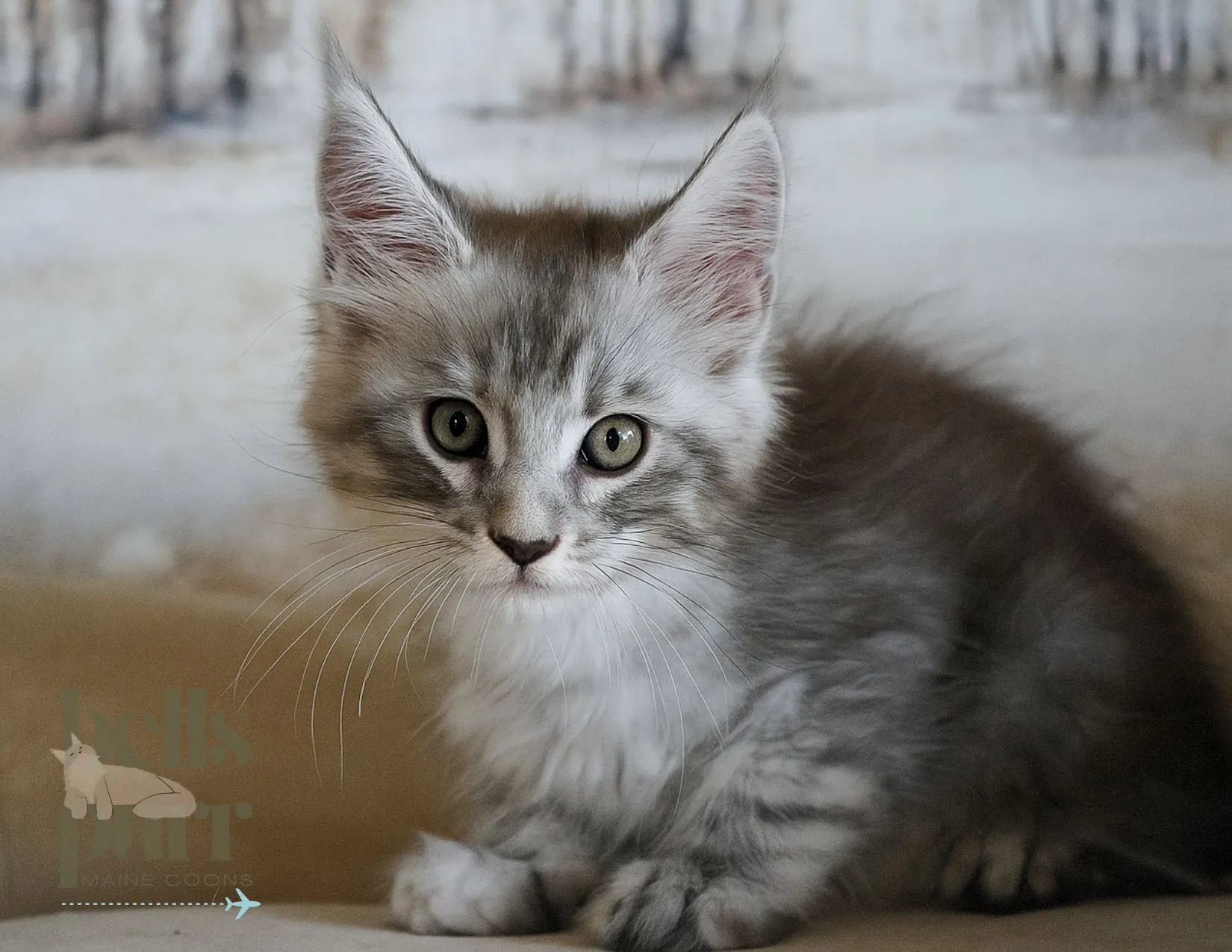 Zane — black-silver tabby